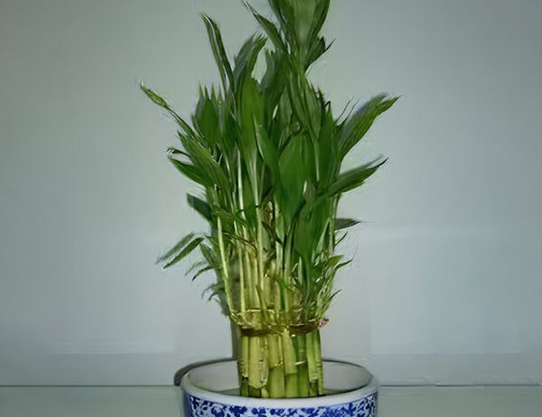 Minimum Order Quantity : 1000 Plants. Supply Capacity : 20,000 Plants / Month. Supply : Pan India & Overseas.