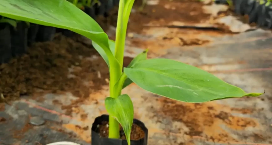G9 Plant