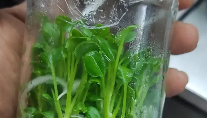 Xandow In Agar Plant