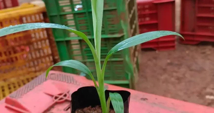 Banana Plant
