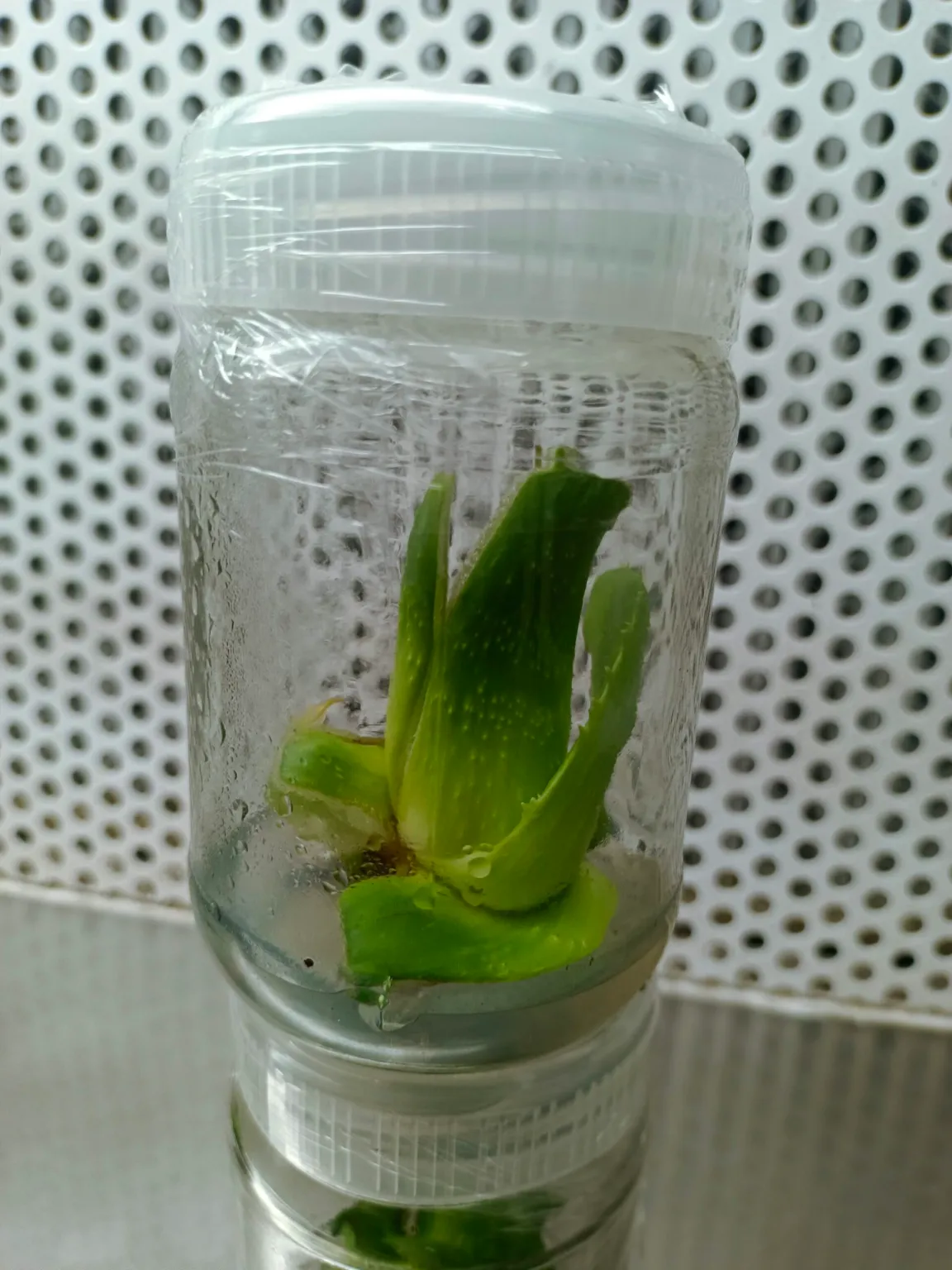 Alovera Tissue Culture Plant