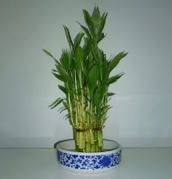 Minimum Order Quantity : 1000 Plants. Supply Capacity : 20,000 Plants / Month. Supply : Pan India & Overseas.
