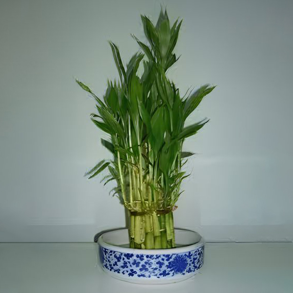 Minimum Order Quantity : 1000 Plants. Supply Capacity : 20,000 Plants / Month. Supply : Pan India & Overseas.