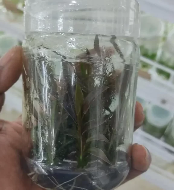 Cordiylene Plant