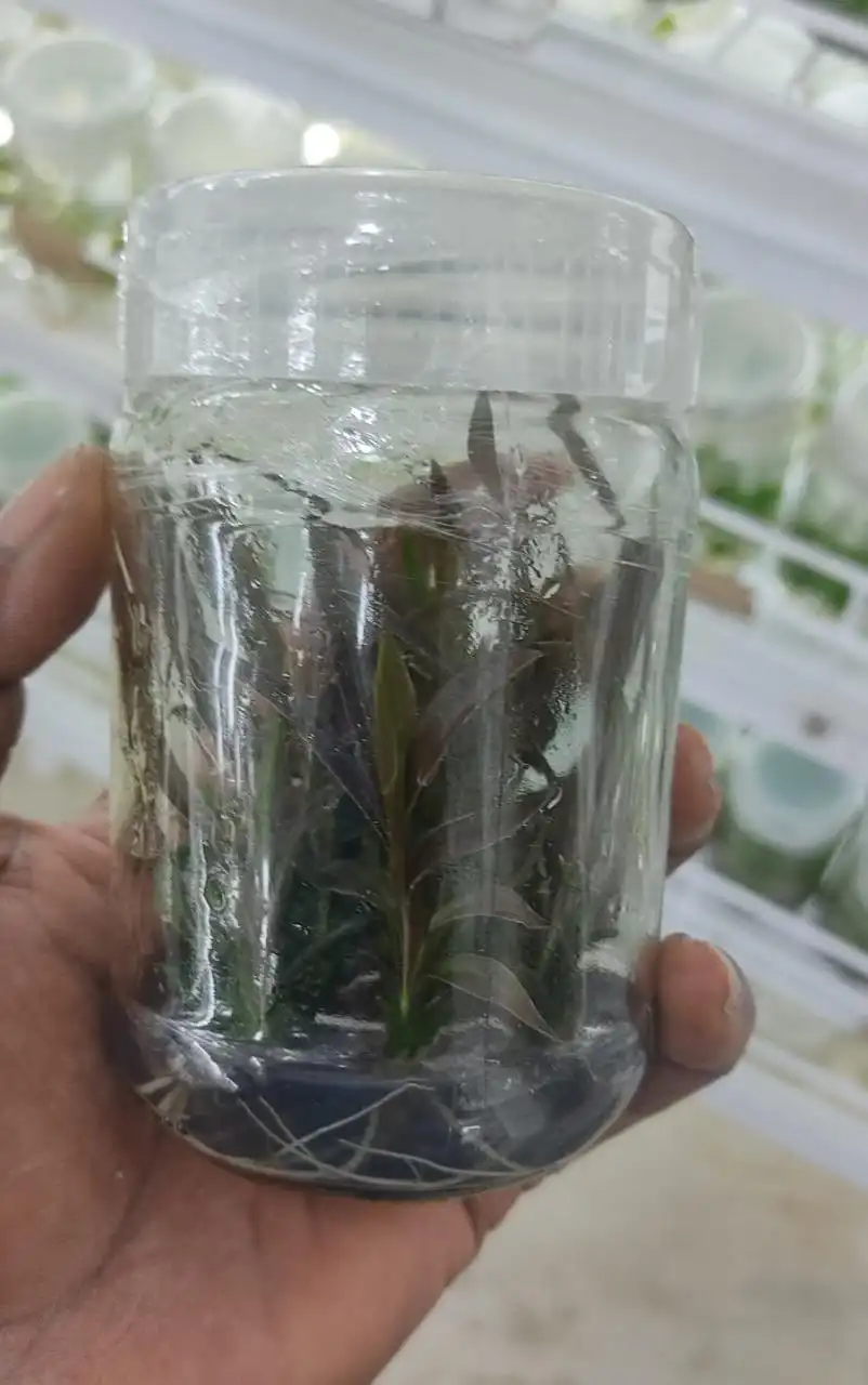 Cordiylene Plant