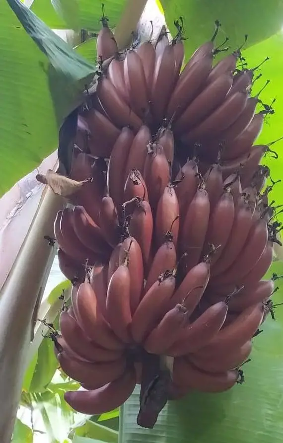 Red Banana Tissue Plant