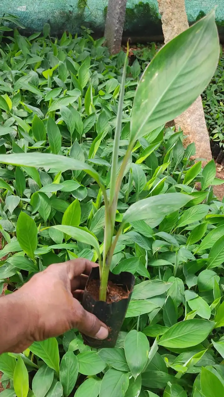 Poovan Tissue Plant