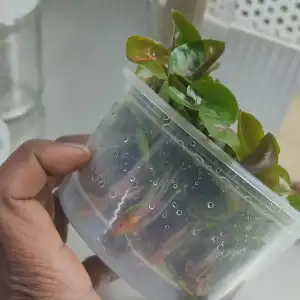 Syngonium Plant