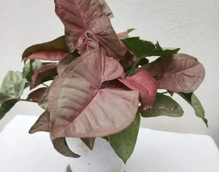 Plants Gallery