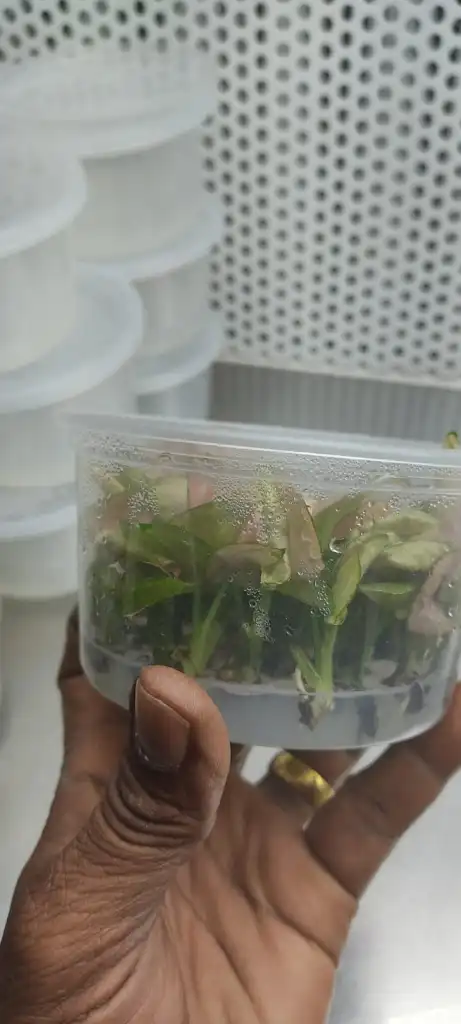 Syngonium Plant