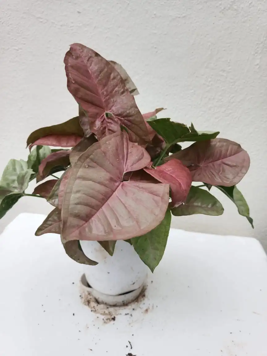 Ornamental Shrubs Plant