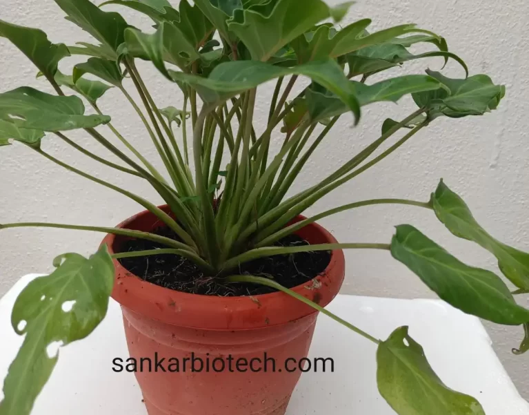 Plants Gallery