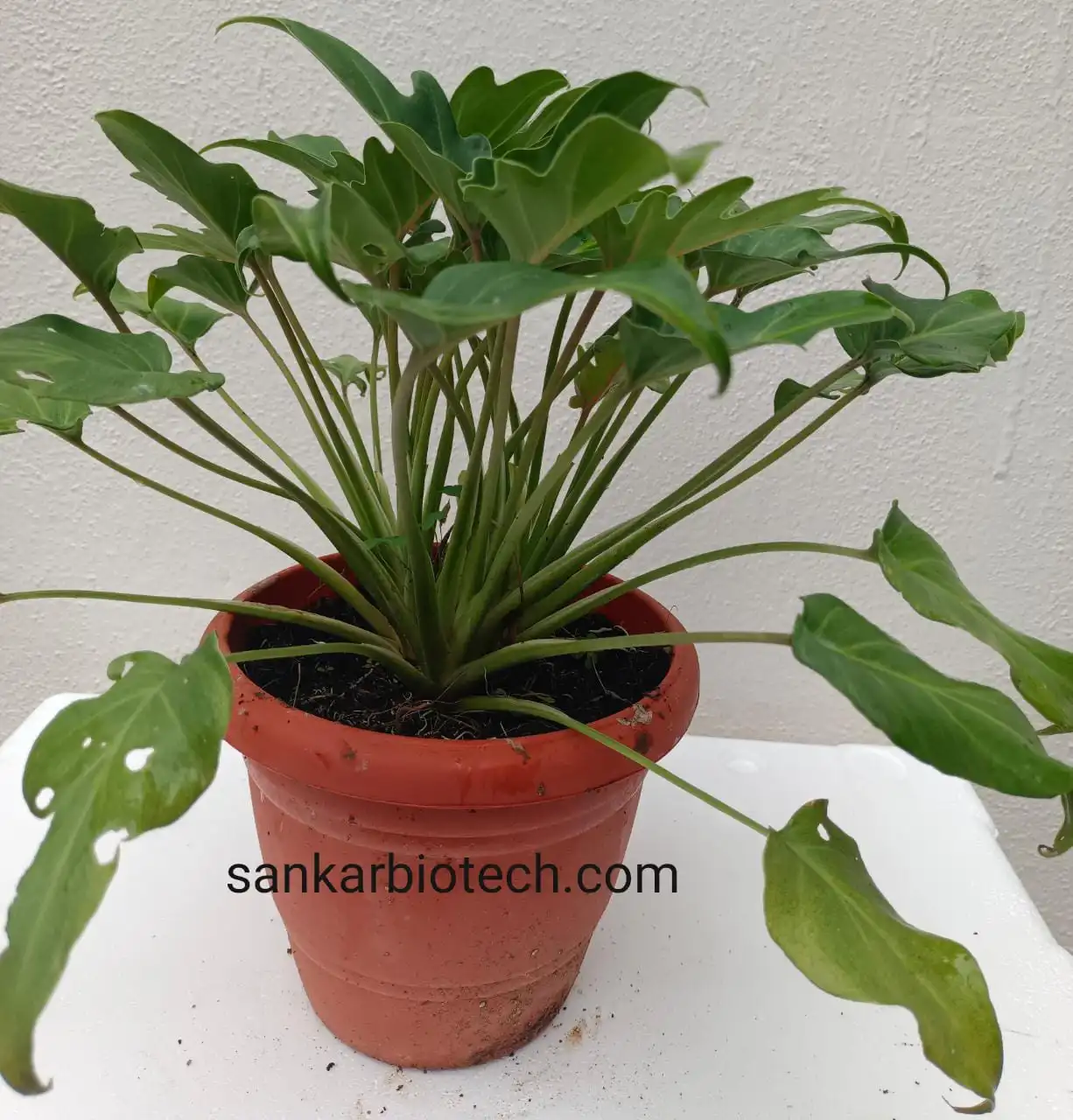 Xanadu Tissue Culture Plant