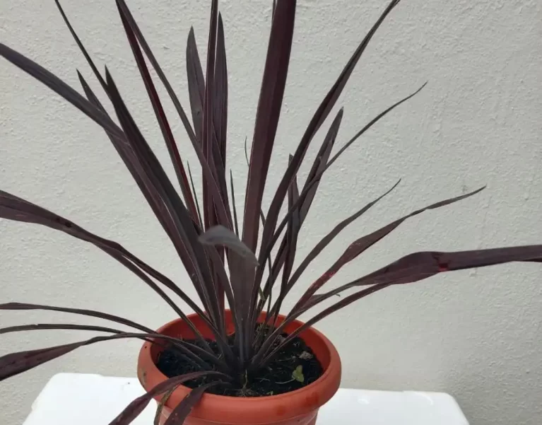 Plants Gallery