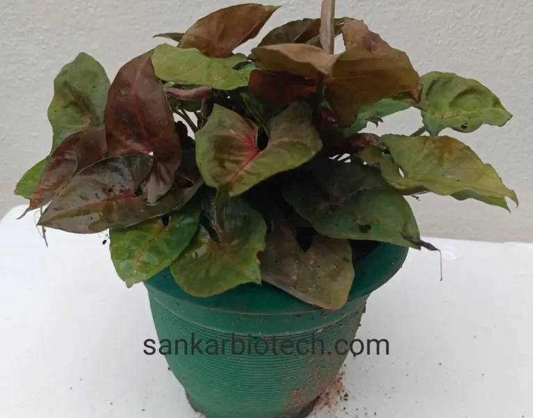 Plants Gallery