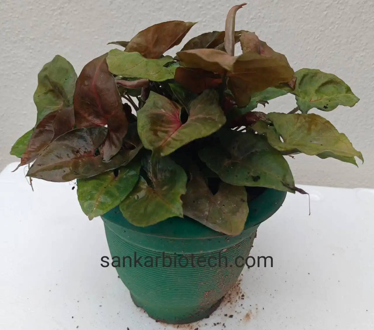 Anthurium Plant