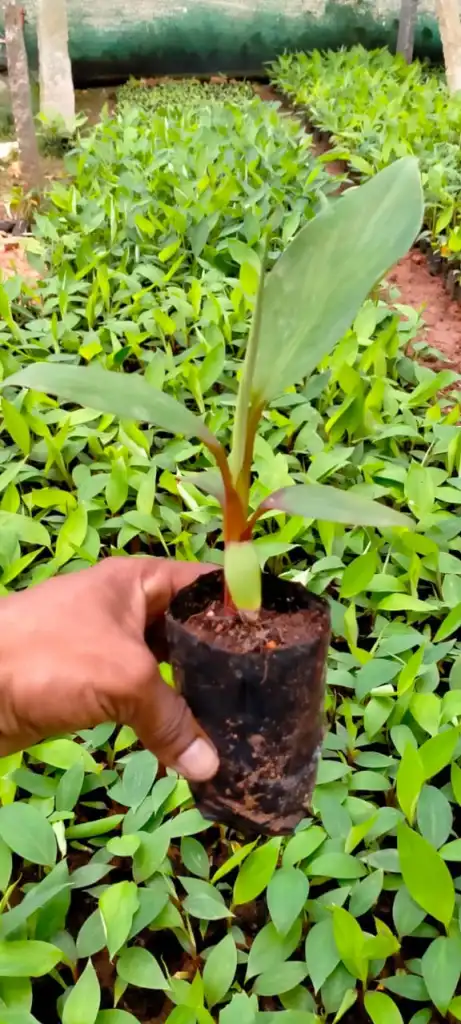 Red Banana Tissue Plant