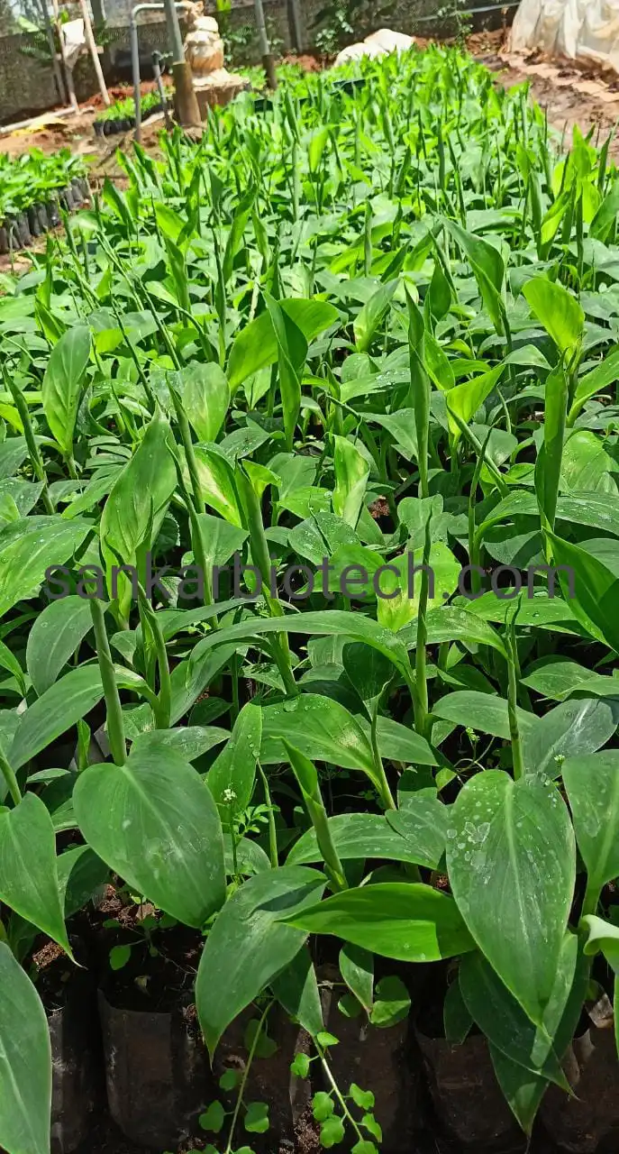 Nandaran Banana Plant