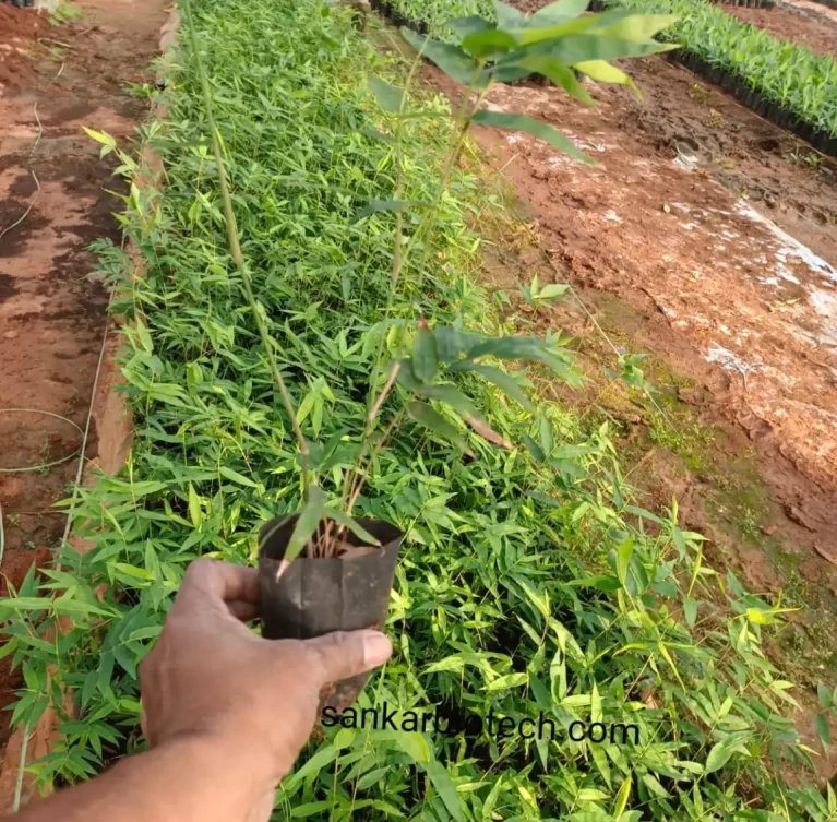 Minimum Order Quantity : 1000 Plants. Supply Capacity : 20,000 Plants / Month. Supply : Pan India & Overseas.