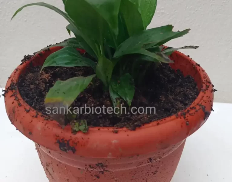 Plants Gallery