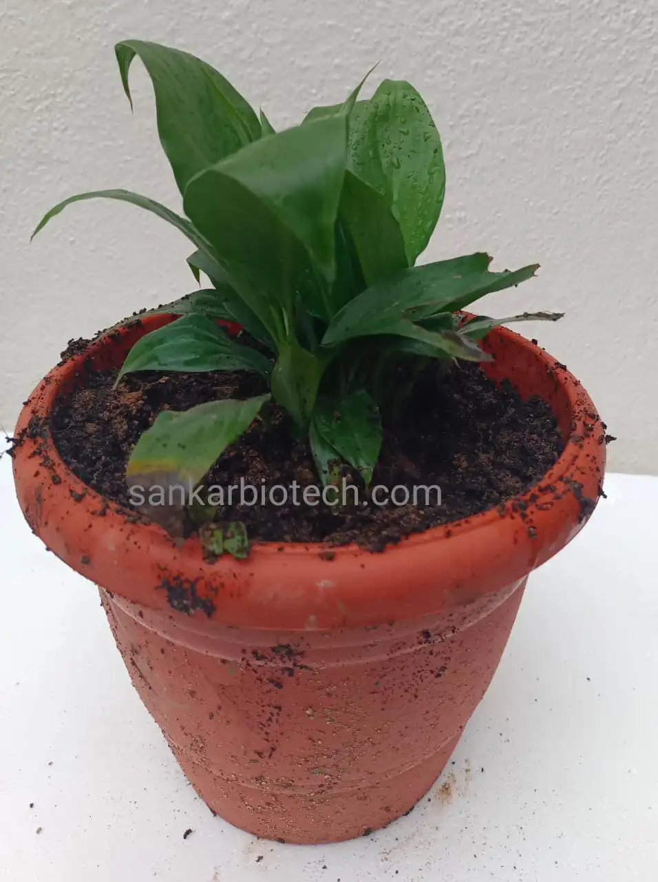 Spathiphyllum Tissue Culture Plant