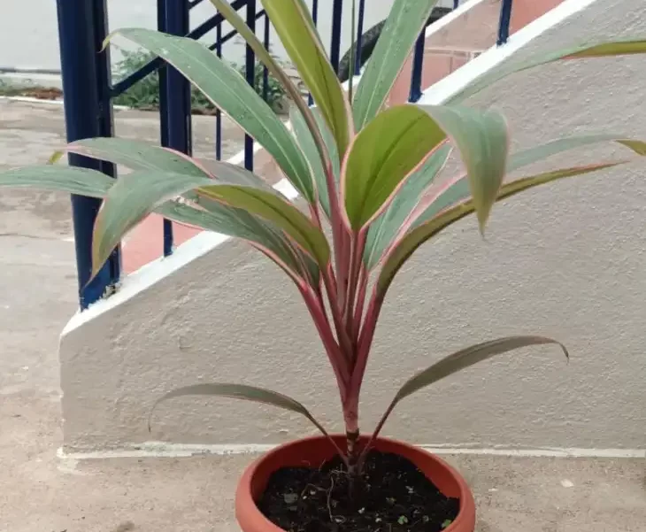 Plants Gallery