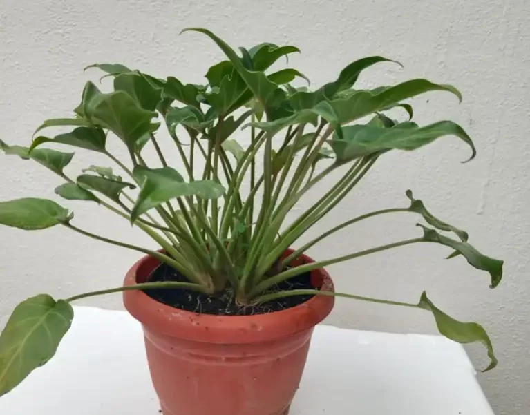 Plants Gallery
