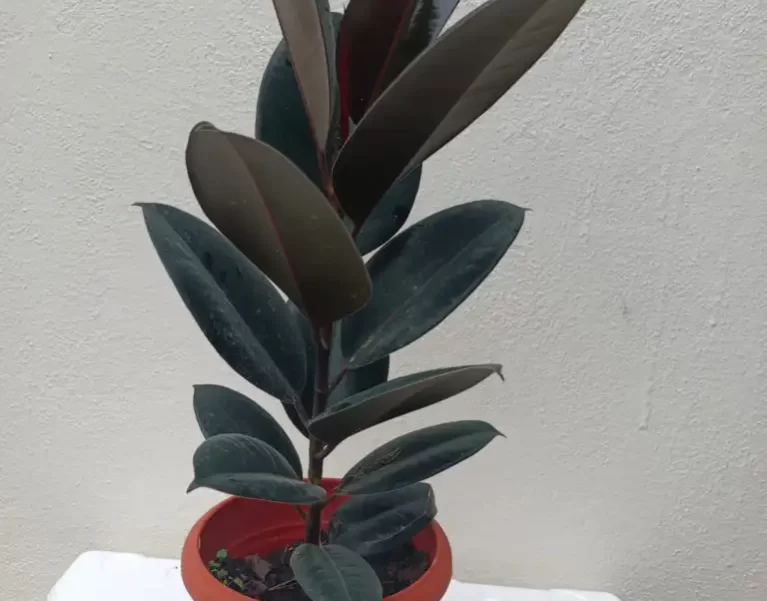 Plants Gallery