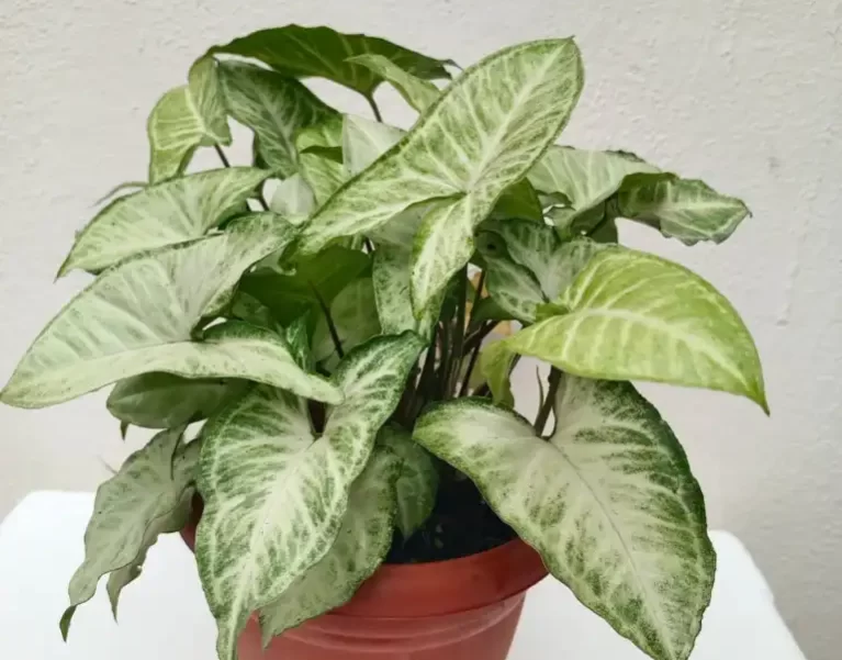 Plants Gallery