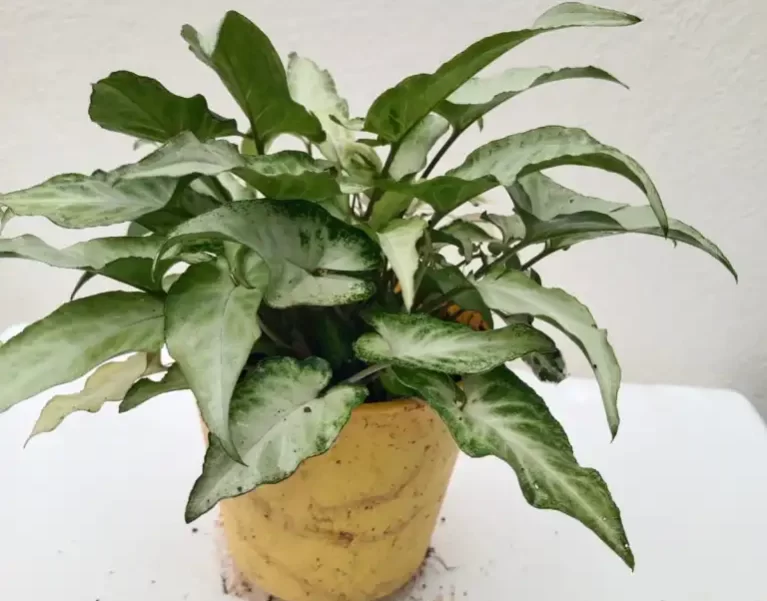 Plants Gallery