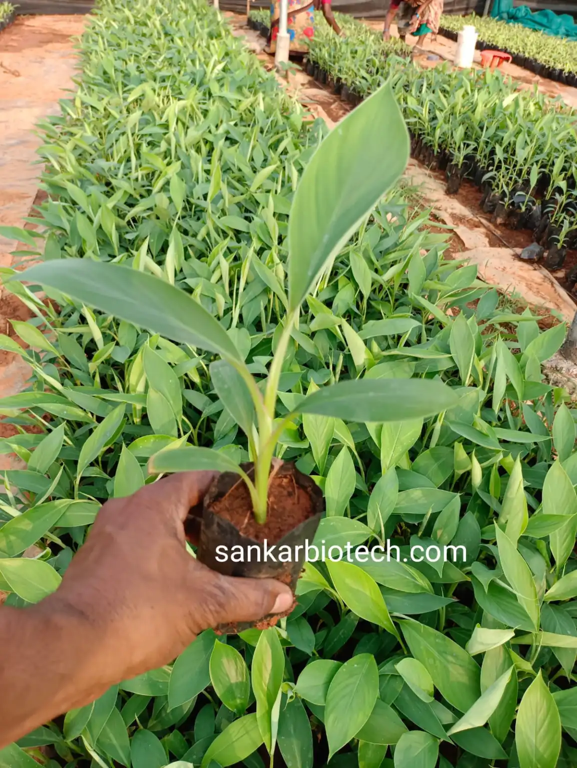 Yelaki Tissue Culture Plant