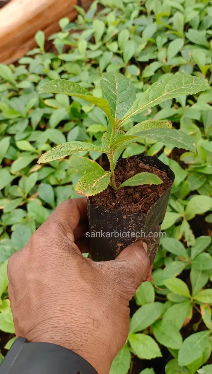 Teak Tissue Culture Plant
