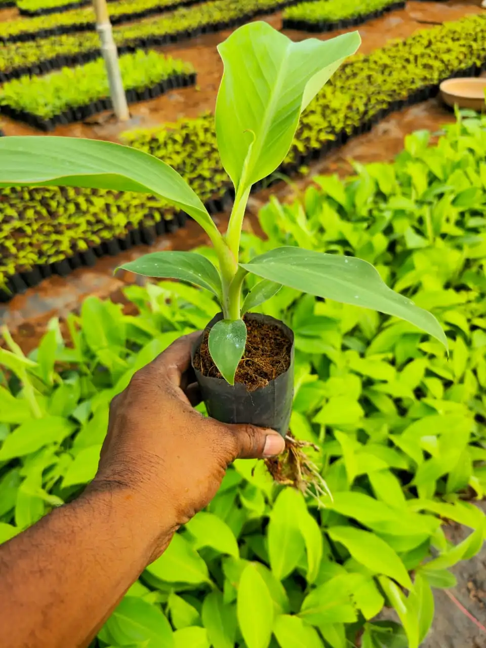Karpuravalli Plant