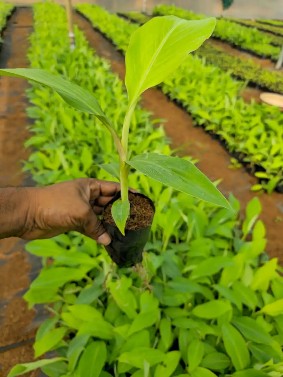Karpuravalli Plant