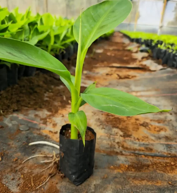 G9 Plant