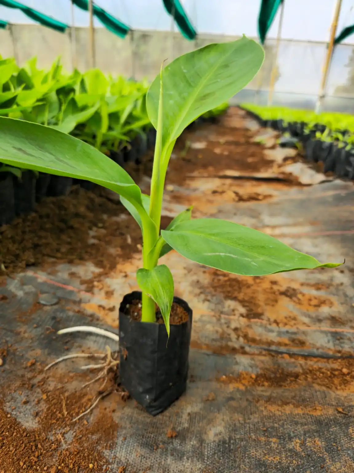 G9 Plant