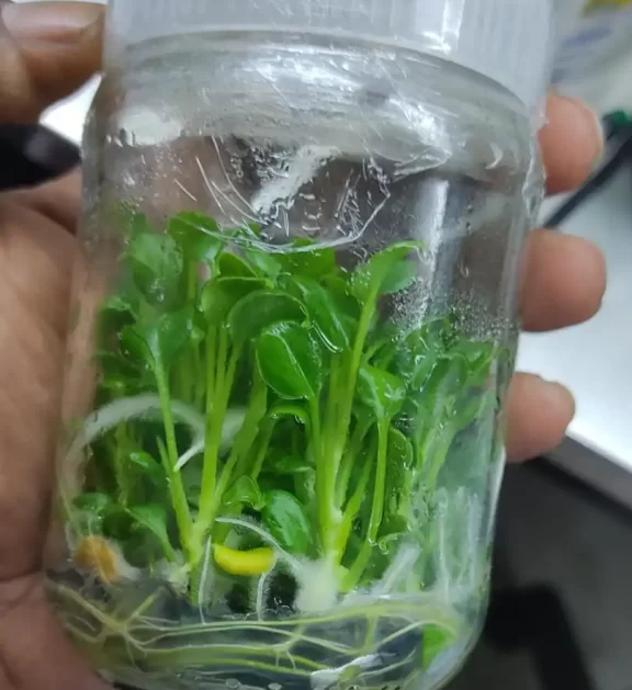 Xandow In Agar Plant