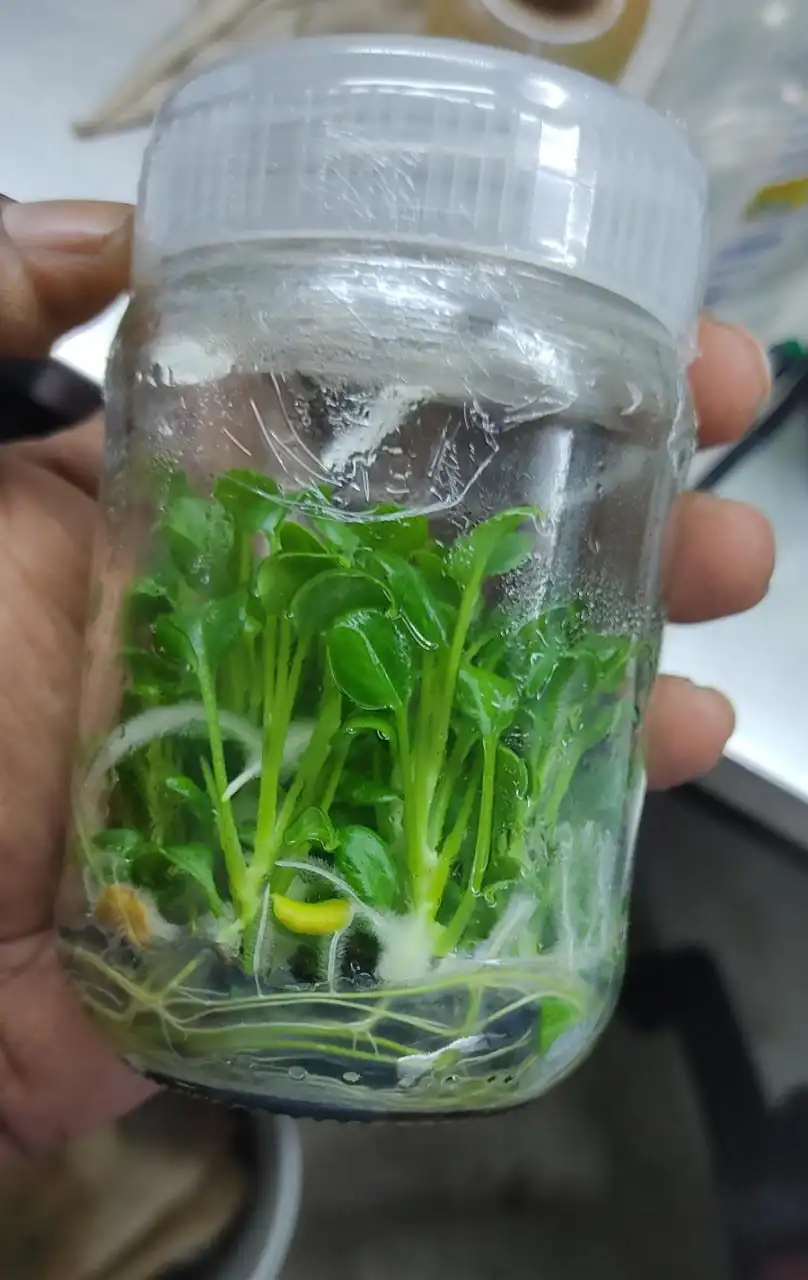 Xandow In Agar Plant