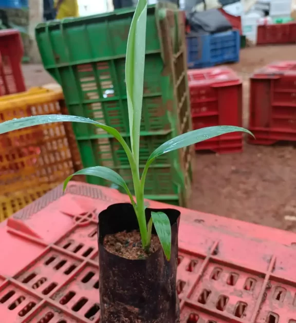 Banana Plant